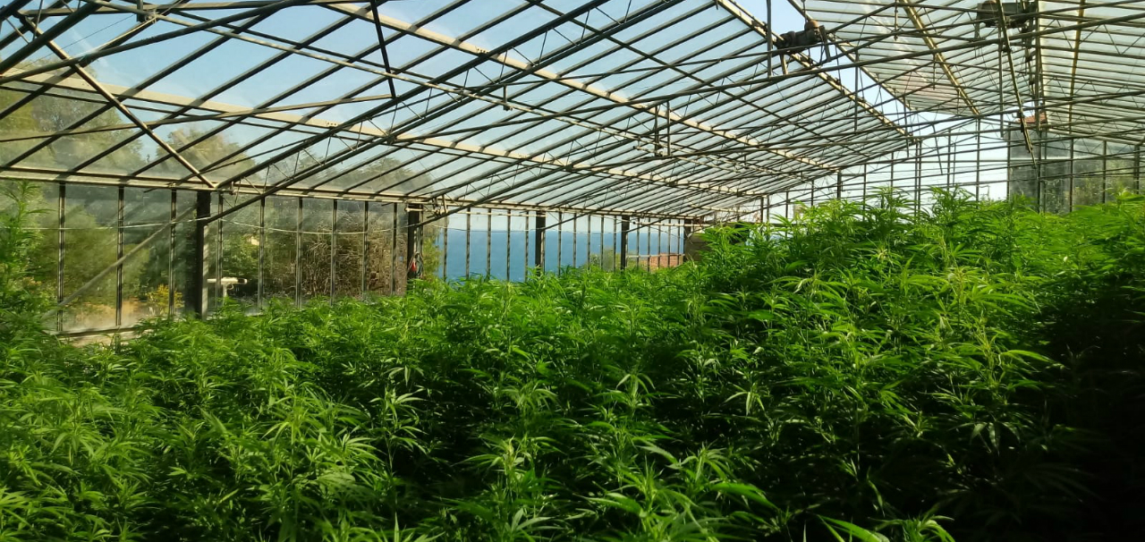 Queen Weed Produzione Green House