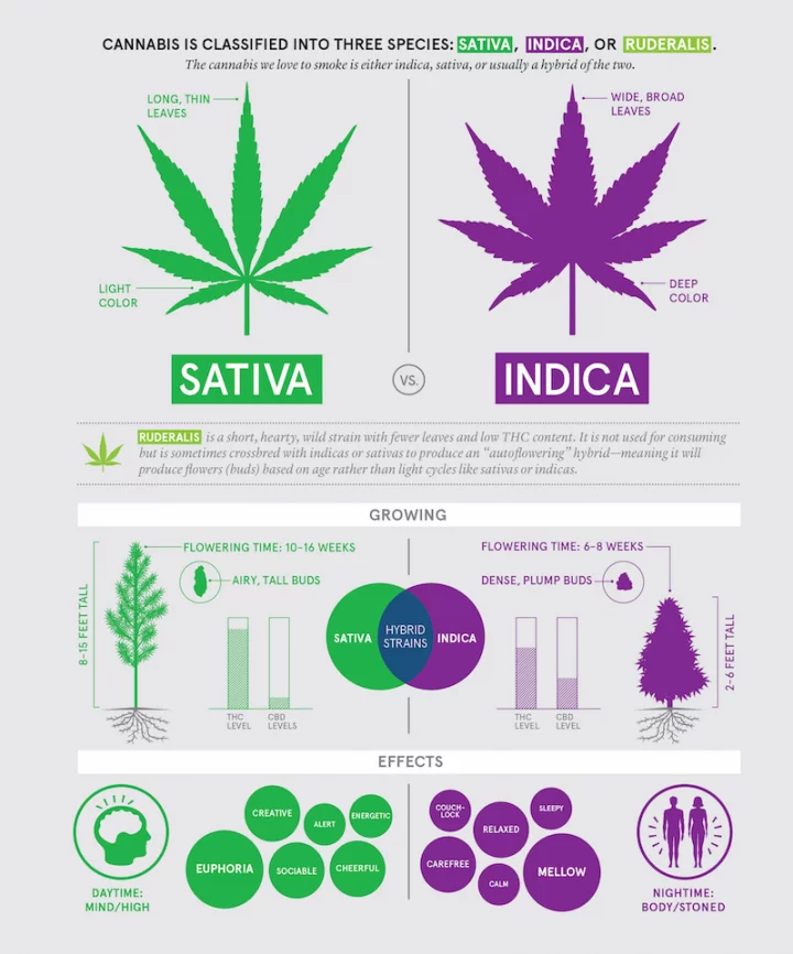 cannabis Sativa vs. Indica