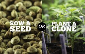 seed vs clone