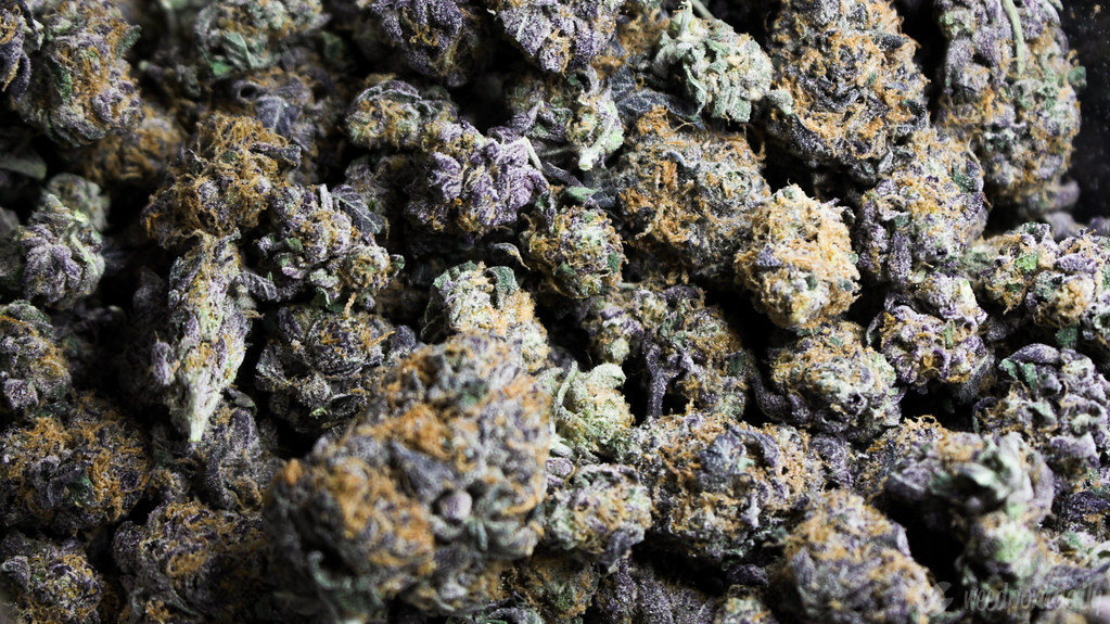 raccolta cannabis
